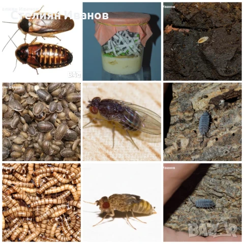 Хлебарки дубия, брашнени червеи, супербрашнен/кралски червей (морио), дрозофили, мокрици (изоподи)