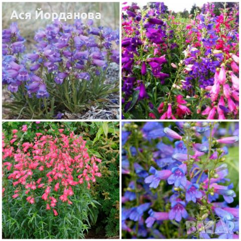Градински студоустойчиви цветя и храсти, снимка 2 - Градински цветя и растения - 45373861