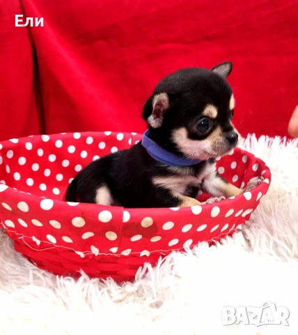 мини Чихуахуа - мъжко, снимка 6 - Чихуахуа - 53658267