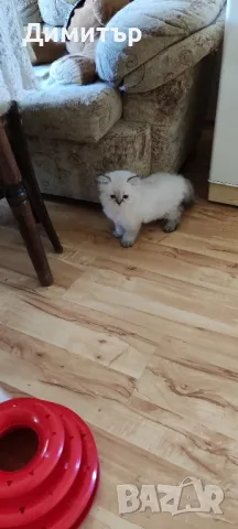 Дългокосместо шотландско мъжко, снимка 4 - Британска късокосместа - 50320973