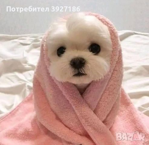 Dog Grooming фризьорски салон за кучета, снимка 1 - Фризьорски услуги - 45873183