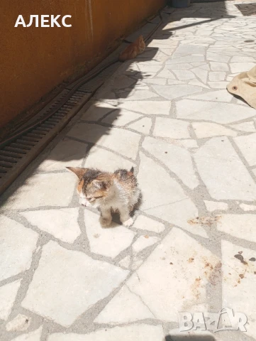 ПОДАРЯВАМ КОТЕНЦА, снимка 7 - Мейн кун - 50985226