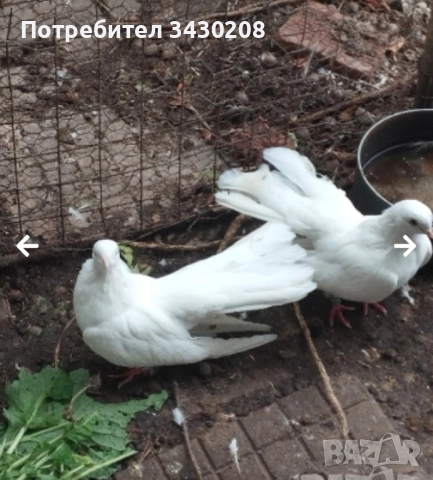 продавам гълъби, снимка 5 - Гълъби - 52494031