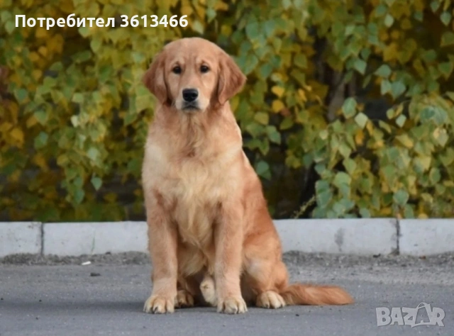 Голдън ретривър чистокръвни, снимка 4 - Голдън ретривър - 54099259