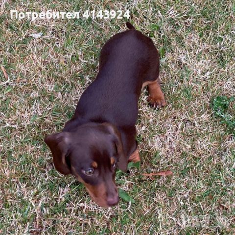 Продавам кученца дакел., снимка 3 - Дакели - 46385151