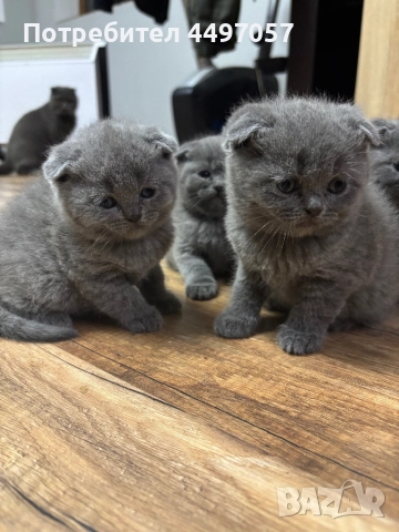 Шотландски клепоухи пухчета, снимка 4 - Британска късокосместа - 52636502