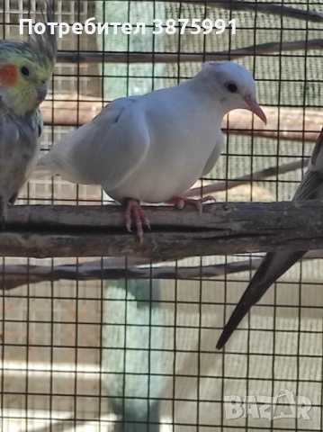 Продавам сенегалски гургулици, може и бартер, снимка 4 - Папагали - 47480982