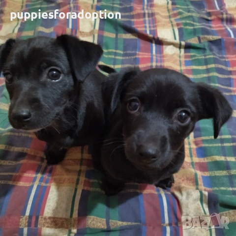 Подарявам кученца, разновидност на патърдейл (chatterdale), снимка 11 - Други - 53838730