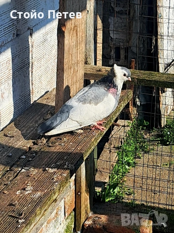 Женски фелигихаз, снимка 2 - Гълъби - 53850065