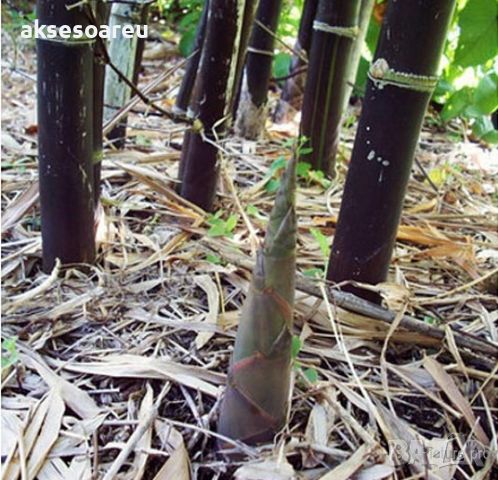 100 бр. бамбукови семена - Phyllostachys nigra - Издръжлив рядък вид вечнозелен черен бамбук, снимка 13 - Сортови семена и луковици - 46470712