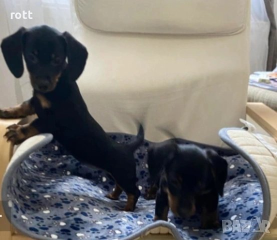 Мини Дакели, снимка 2 - Дакели - 54276303