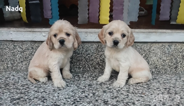 Кокер шпаньол Страхотни 