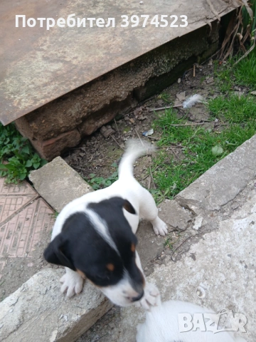  Джак ръсел , снимка 4 - Джак ръсел териер - 53719399