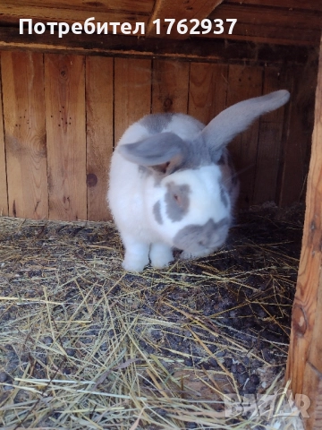 Немски пъстър великан ПЕПЕРУДА, снимка 13 - Други - 30432552