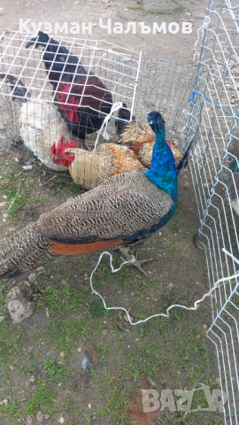 Продавам пауни , снимка 2 - други­ - 52508841