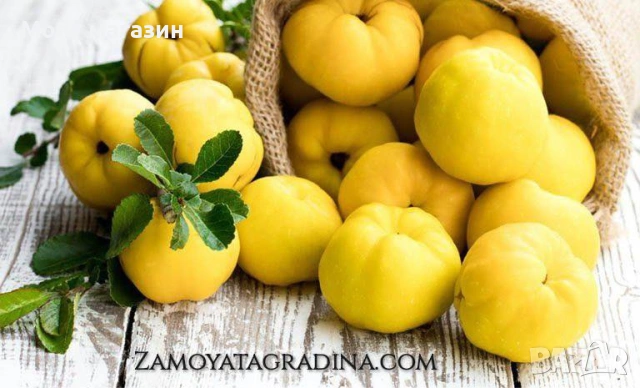 Дюля, снимка 3 - Градински цветя и растения - 53649966