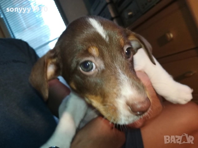 МОМИЧЕНЦЕ-ДЖАК РЪСЕЛ НА 40 ДЕНА 2809252012, снимка 9 - Джак ръсел териер - 51870591