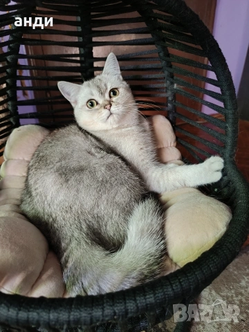 мъжко коте шотландска сребърна чинчила на 7 месеца , снимка 4 - Британска късокосместа - 53838473