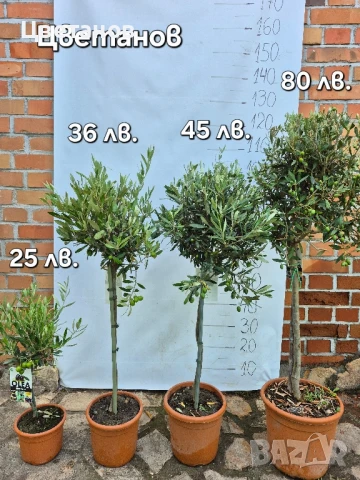 Маслина, снимка 2 - Стайни растения - 50249744