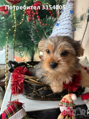 Мъжко йорки супер подарък , снимка 2 - Йоркширски териер - 52897852