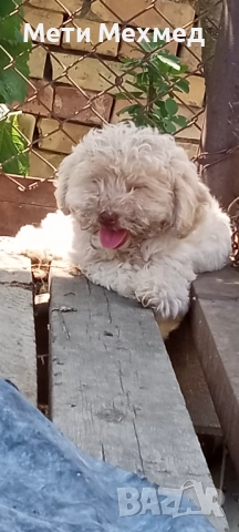 лагото, снимка 8 - Други - 51213827