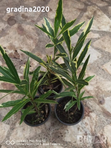 Олеандър - Зокум Налични 5 вида , снимка 13 - Разсади - 45967688