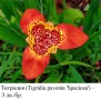 Тигридия (Tigridia pavonia) сортове – грудки, снимка 6