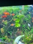 Рибки за аквариум живородни , снимка 15