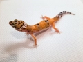 леопардови гекони' 24, снимка 2