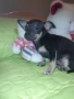 Продавам пинчер, снимка 6