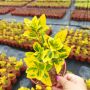 Евонимус Ауреа, студоустойчив и вечнозелен!!, снимка 1 - Градински цветя и растения - 44605545