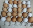 Продавам домашни яйца от свободно отглеждани кокошки , снимка 4