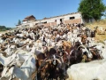 Продавам кози, снимка 6