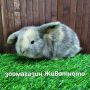 Клепоухи мини зайчета, снимка 1 - Декоративни зайчета - 45304722