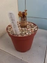 Сукуленти само за ценители, снимка 12