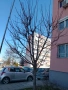 почистване на дворове рязане на опасни дървета , снимка 2