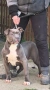 Американско Були Хл/American Bully XL , снимка 6