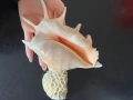 Сувенири морска ръковина, снимка 2