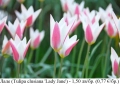 Лале (Tulipa clusiana 'Lady Jane') - луковици, снимка 1