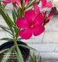 Олеандър, Зокум, Лян (Nerium oleander), снимка 5