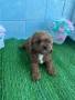 Cavapoo/Кавапу момчета, снимка 5