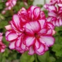 Pelargonium Каскадна моловка,сакъз, снимка 1