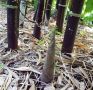 100 бр. бамбукови семена - Phyllostachys nigra - Издръжлив рядък вид вечнозелен черен бамбук, снимка 13