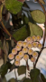 Hoya/Хоя krohniana black leaves , снимка 1 - Стайни растения - 44949108
