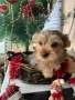 Мъжко йорки супер подарък , снимка 2