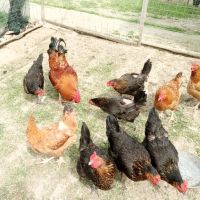 1лв/бр - РАЗПЛОДНИ/Оплодени яйца, снимка 2 - Кокошки и пуйки - 45300097