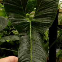 Philodendron Lupinum , снимка 6 - Стайни растения - 45011543