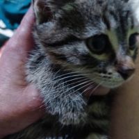 котенца от Варна търсят любящи стопани , снимка 13 - Други - 45627375