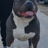 Американско були хл./American Bully XL/, снимка 5 - Други - 39421790