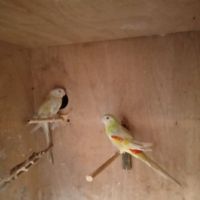 Продавам двойка пойни папагали, снимка 1 - Папагали - 45579253